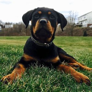 Meet your Posher, Craig